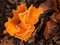 Open_8548_Ele-Rea_Orange-Peel-Fungi