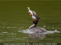 Open_Sue-Vernon_Great-Crested-Grebe-With-Catch_1_Selected