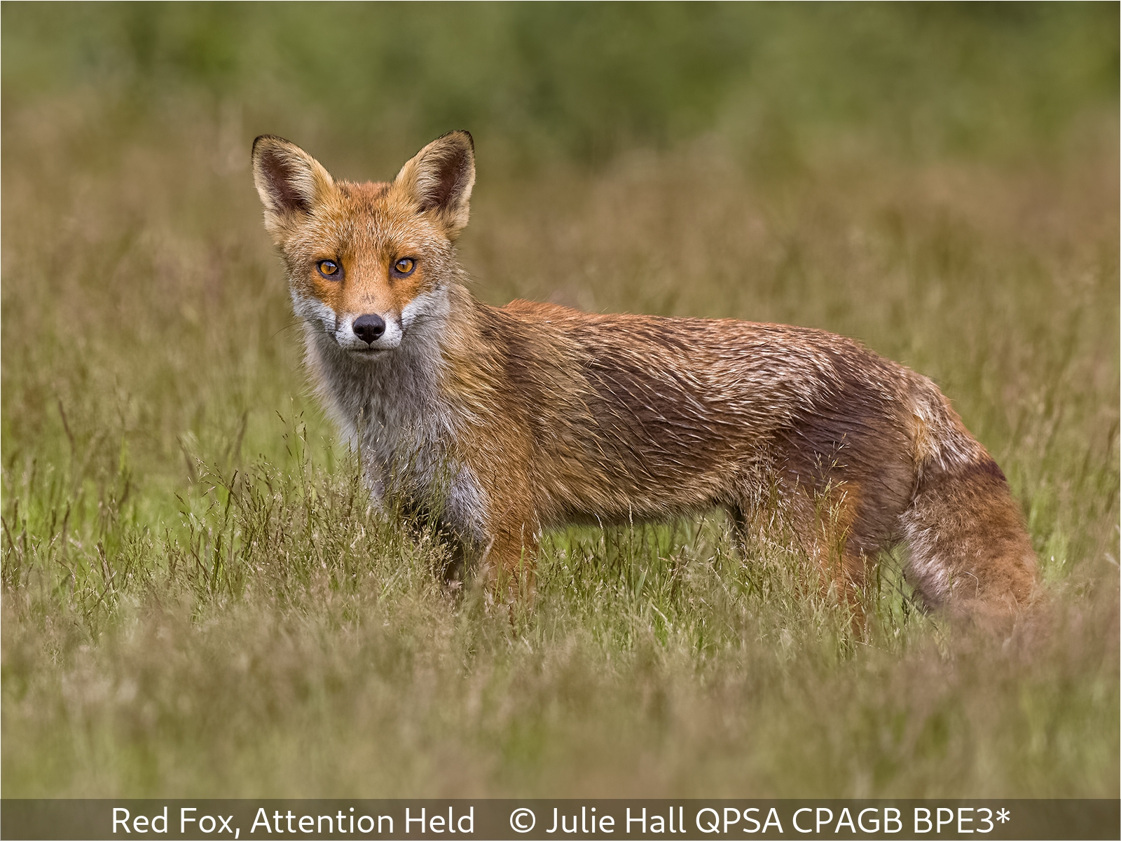 Julie-Hall_Red-Fox-Attention-Held_1