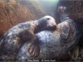 Andy-Kent_Grey-Seals_1