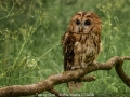 Ele-Watts_Tawny-Owl_1