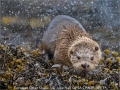 Julie-Hall_Eurasian-Otter-Shake_1