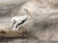 Julie-Hall_Pelican-Pondering_1