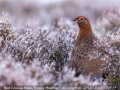 Julie-Hall_Red-Grouse-Male-Snowy-Heather_1
