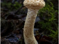 Mike-Billingham_Pholiota.1_1