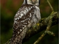 Paul-Smith_Northern-Hawk-Owl_1