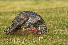 2-Goshawk-with-Rabbit