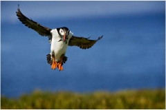 A1.-Puffin-Landing-with-Sand-Eels-