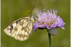 BG.Marbled-White-on-Wild-Scabius