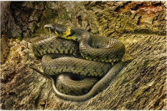 Grass-Snake-4-copy