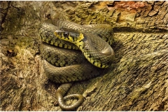 Grass-Snake-5