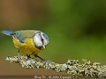 JohnCaswell_BlueTit