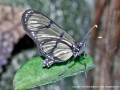 Great Clearwing Butterfly by Sheila Ballantyne-Smith