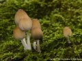 Coprinus Silvaticus by John Davidson