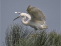 Egret on Papyrus by Roger Tyler