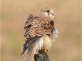 Kestrel - Female with Ruffled Feathers by Julie Hall