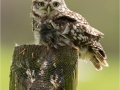 Little Owl on fence by Julie Hall