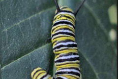 catapiller-monarch-butterfly