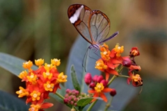 glasswing