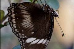 great-common-eggfly