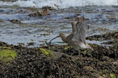 C_curlew-wing-stretch