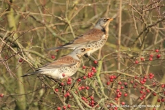 C_fieldfares