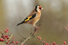 C_goldfinch