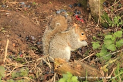 C_grey-squirrel