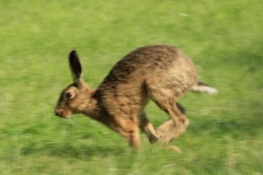 C_running-hare