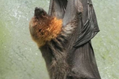 FRUIT-BAT