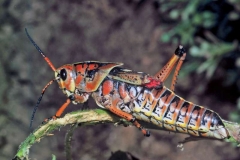 LUBBER-GRASSHOPPER