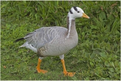 bar-headed-goose-pensthorpe-aug-16