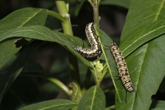 caterpillar-monach-butterfly-1