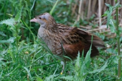 corncrake-1