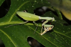 green-mantis-and-prey-1