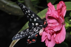 madagascan-giant-swallowtail
