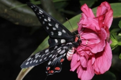 madagascan-giant-swallowtail