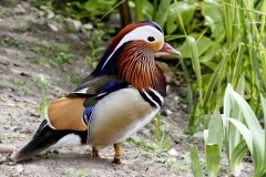 male-manderin-duck-1