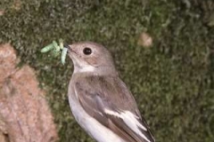 pied_flycatcher_female