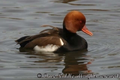 red_crested_pochard