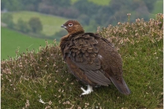 redgrouse-north-yorkshire-moors-oct-16