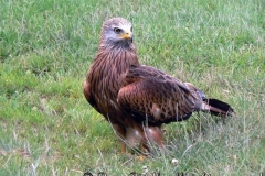 redkite