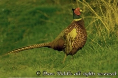 ringnecked_pheasant_male