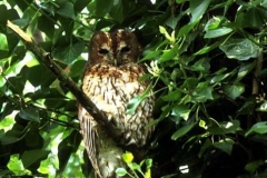 tawny_owl