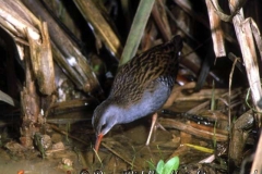 water_rail