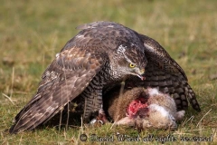 goshawk_with_rabbit_kill