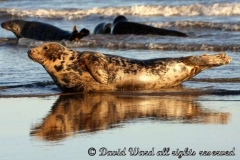 grey_seals_at_sea_edge