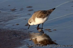 sandling_at_sea_edge