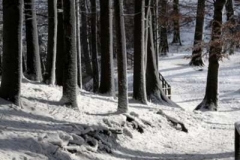 shadows_in_a_swiss_forest