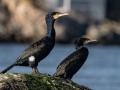 Cormorants